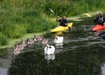 ASBO swan re-housed in Lafarge quarry site