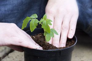 Peat-free composts still have a way to go, says Which?