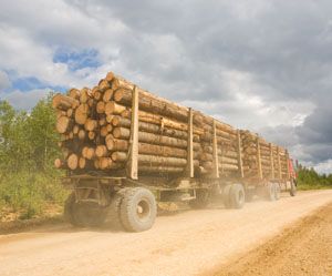 Kingfisher boss calls for global talks on deforestation