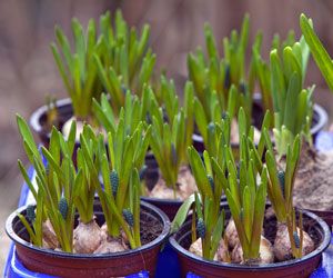 Garden centres take advantage of early autumn