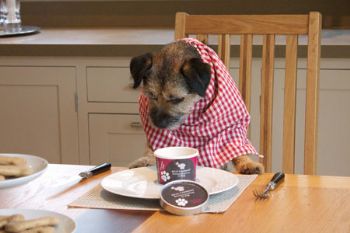 Dobbies first to stock ice cream for dogs