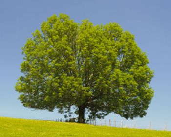 Ash growers told not to 'raise hopes' for compensation 