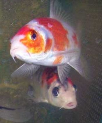 Koi carp stolen from Norfolk garden centre 