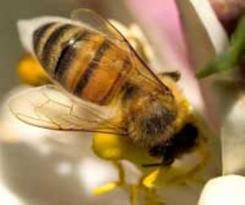 Garden centres join DIY giants in banning 'bee-killing' pesticides