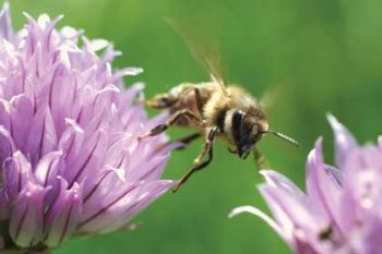 No ban for 'bee-killing' pesticides