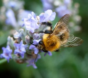 Maize insecticide fipronil is 'acute risk' for bees