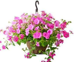 Hanging baskets boom as gardeners seek quick fixes