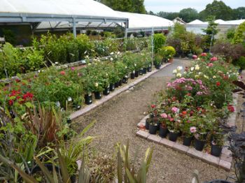 150,000 plant bulbs to keep Sidmouth beautiful