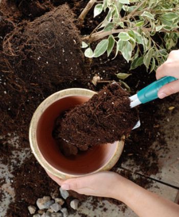 Links to compost in Lothian outbreak of Legionella