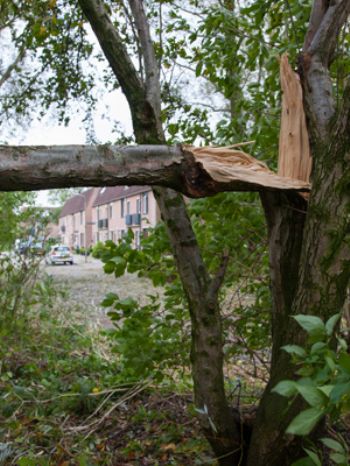 DIY stores thrive in gale-force weather