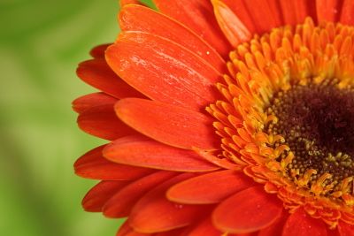 Rainy Day Trust says Suttons Seeds is blooming generous