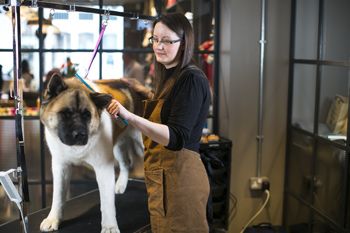 Pets at Home opens first high street store dedicated to dogs