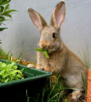 Toddler's Easter bunny drama triggers garden centre lockdown