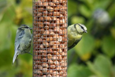 Bird food flies off the shelves in January