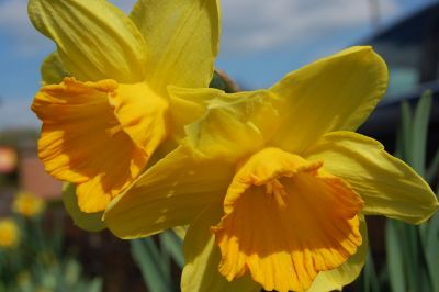 Wyevale Garden Centres' daffs raise charity funds