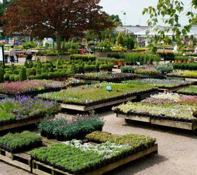 Wyevale Garden Centres climbs in top-250 league