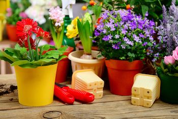 February brings houseplant sales boom